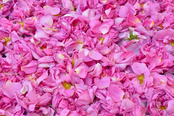 Pink Damask roses petals background