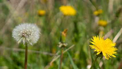 The pappus of a dandelion seed which aids in the wind-driven dispersal. Yellow and white dandelions on green grass.