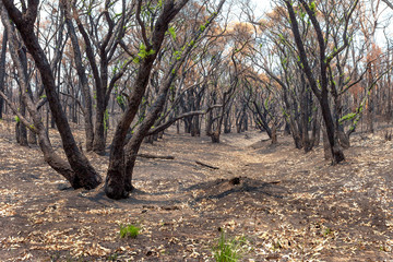 Aftermath of bushfires in New South Wales, Australia.