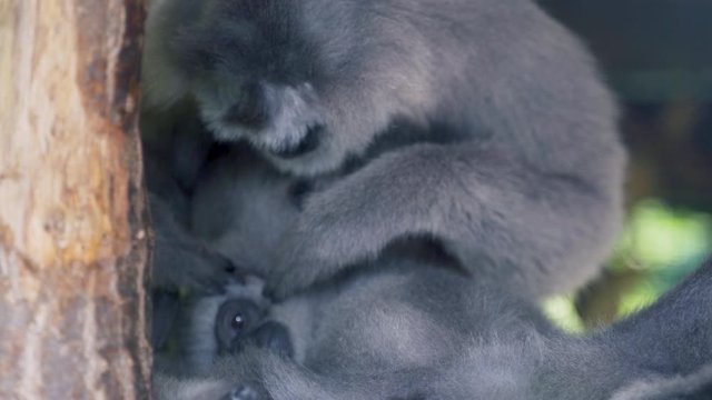 A Silvery gibbon baby is lying on a tree branch while his mother inspects his fur for lice and fleas and cleans it. Two primates cleaning their fur on a tree. Static 4k shot.