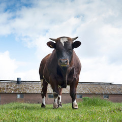 closeup of bull standing in green meadow near old stable building in the netherlands
