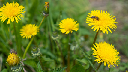Bee collects nectar on a yellow dandelions. Taraxacum officinale, flower on spring meadow. Open and closed dandelions © Nataliia Karabin