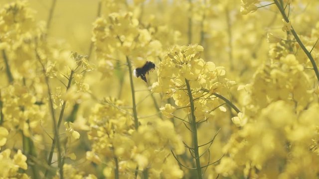 Bumblebee Pollinating on Flowers in a Canola Field in Jutland