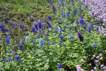 Lots of flowers of Delphinium  in shades of blue in May