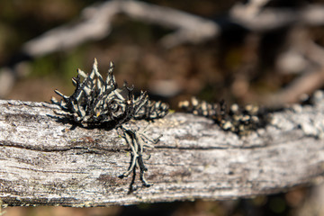 Lichens growing on tree branches in the forest