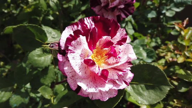 Garden spray pink rose. Close-up.