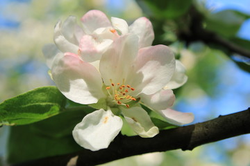 Spring flowering in the city garden