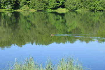 Birds - inhabitants of the pond in the city forest park