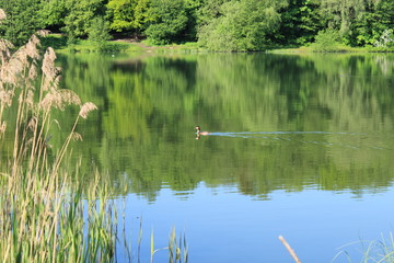 Birds - inhabitants of the pond in the city forest park