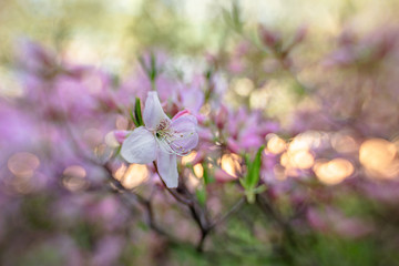 blooming rhododendron in spring