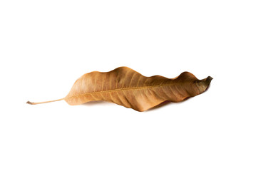 Dried mango leaf isolated on white background