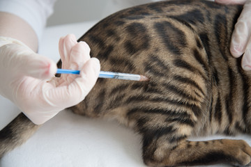 The cat is located on the table in front of the veterinarian. The doctor makes an intramuscular injection. Care and treatment, vaccination.