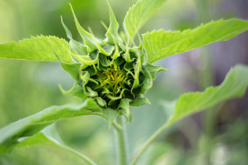 large unblown sunflower in the field