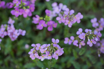 Tiny Little Flower Close Up
