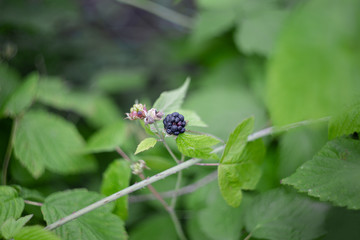 blackberries on a branch in the garden