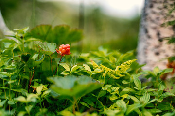 Cloudberry grow in the forest in Norway, wild berries and nothern berries