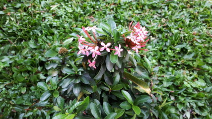 pink flowers in the garden