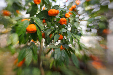 many ripe citruses in the botanical garden