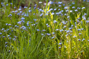 Blue Forget Me Not Flowers In Sun