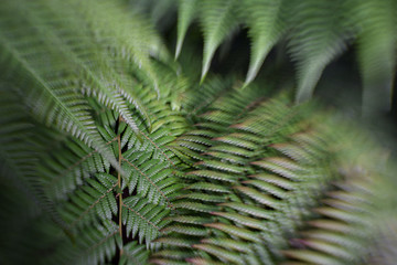 sharp fern leaves in the forest