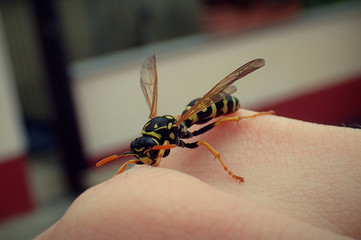 Wasp on a hand