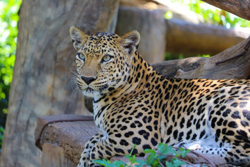 Sergeant Leopard sit on wood 