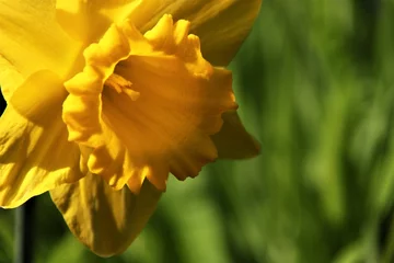 Raamstickers close up yellow narcis © Giel