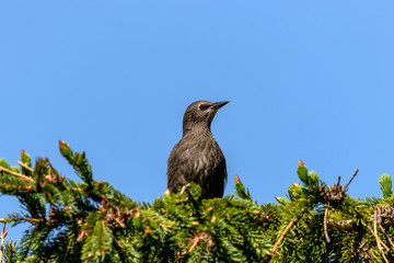 European starling, young bird after leaving the nest cavity