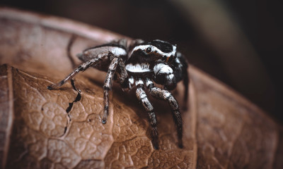 araña