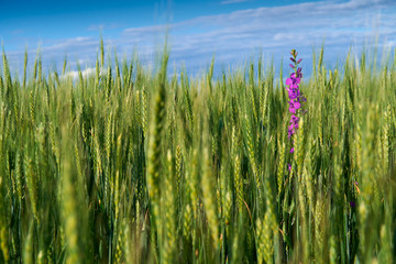 Obraz premium green wheat field on blue sky background
