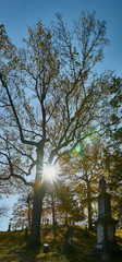 Sun behind Trees