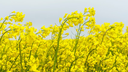 Close-up of apeseed field. Yellow flowers. The bee collects pollen. Defocused background. Countryside concept.