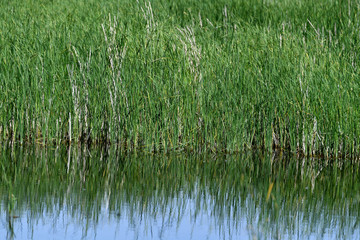 bulrush, bulrush background, green background, plant, summer spring, body of water, lake, water,