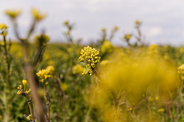 field of yellow colza, rape flowers