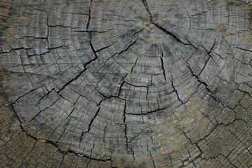 gray wood texture from cut on a dry wood log