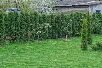 row of green coniferous ornamental trees by the lawn with grass in the summer garden