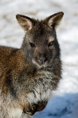 Red-necked Wallaby - Macropus rufogriseus, popular mammal from Australian bushes and savannas.