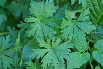 natural texture from the  green wild  leaves of plants in nature