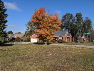 Fototapeta premium red tree and building