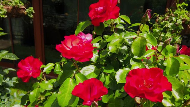 Garden spray red roses. Close-up.