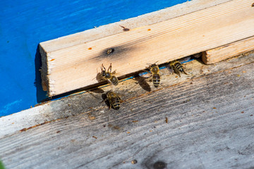 Bees work hard bringing honey to the hive