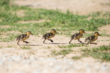 Four little ducks walking.