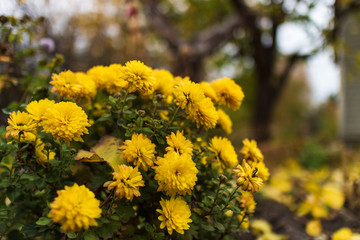 Yellow chrysanthemum flowers in the autumn garden