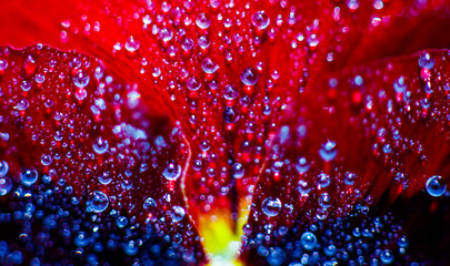 Wide floral background with raindrops on the red petals of a pansies flower 