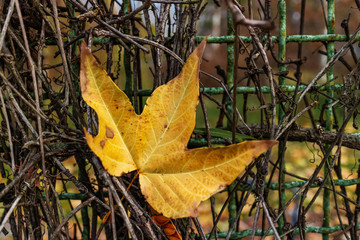 Obraz premium Yellow autumn leave on the metal fence entwined with vine