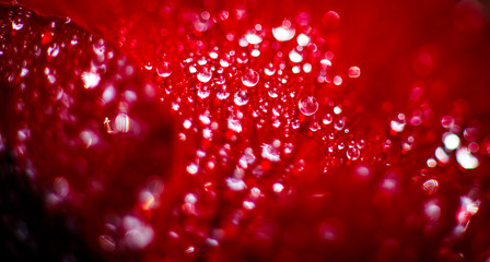 Wide floral background with raindrops on the red petals of a pansies flower 