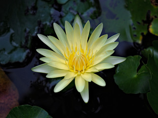 yellow lotus flower