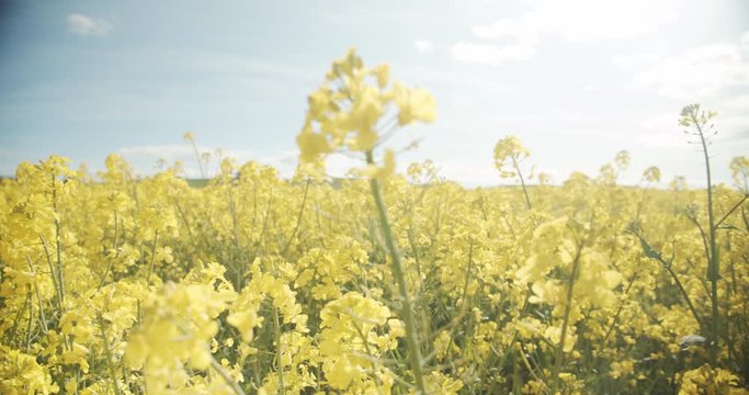 Focused Shot on a Canola Flower Beautifully Blooming in an Open Field