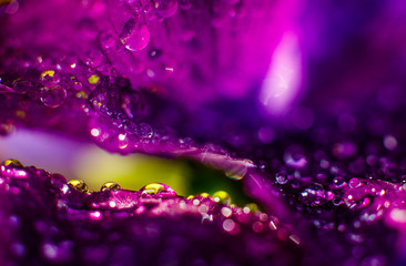 Spring abstraction of two petals of a purple spring flower with raindrops