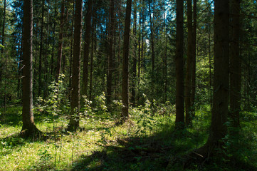 Fototapeta premium green forest